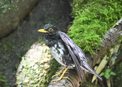 クロツグミ♂4370