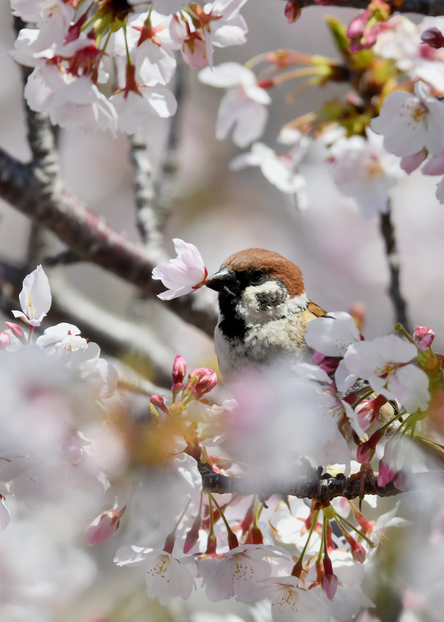 スズメページ 魅惑のキョウチクトウスズメ | 芋活エッセイ