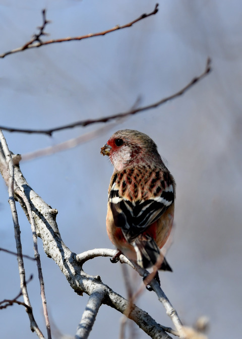 ベニマシコ♂1714