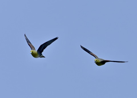 飛ぶ・アオバト♂4228