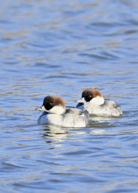 ミコアイサ♀5563