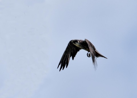 飛ぶ・チゴハヤブサ♂0086