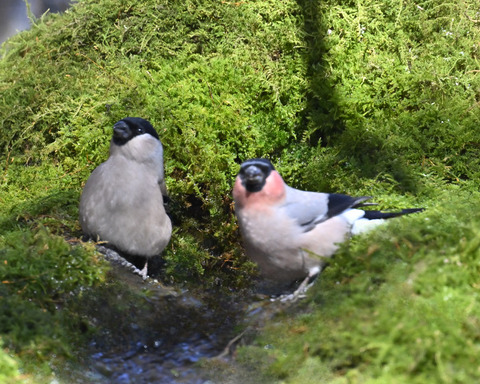 アカウソ♂・♀2524