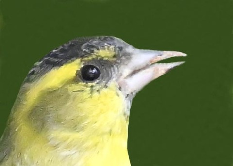 マヒワ♂0001