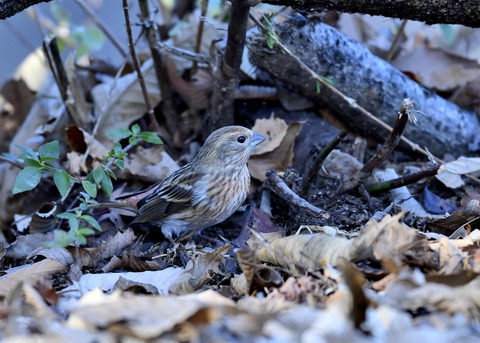 オオマシコ♀9480