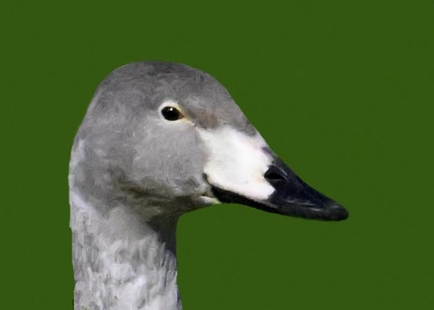 オオハクチョウ幼鳥2002