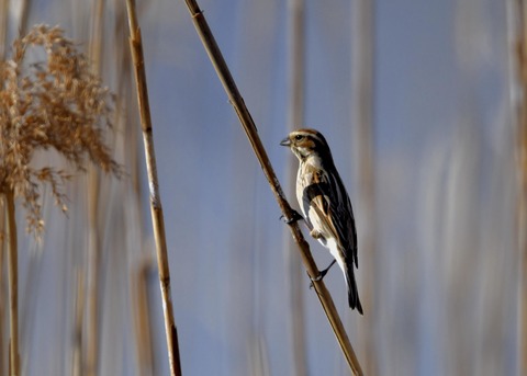 オオジュリン♀9675