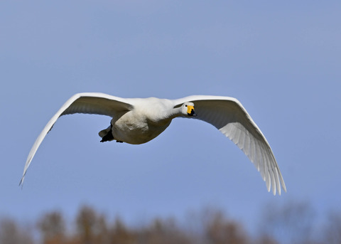 オオハクチョウ0895