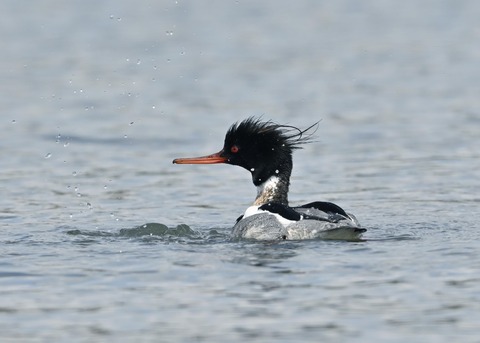ウミアイサ♂6451