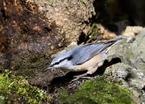 ゴジュウカラ5336