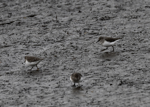 オジロトウネン3666