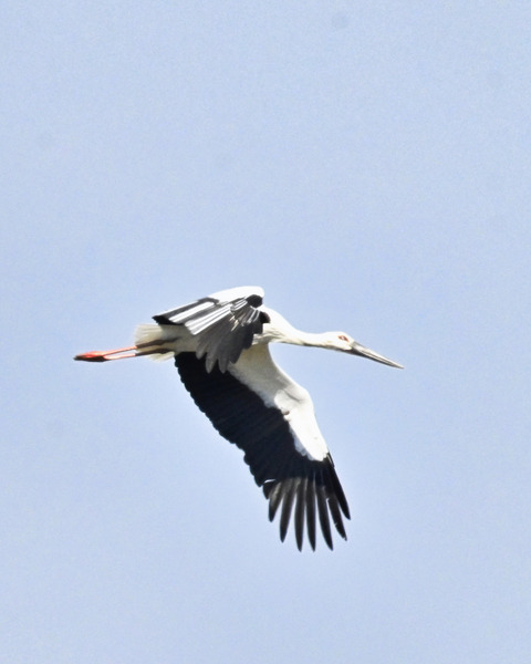飛ぶコウノトリ8487