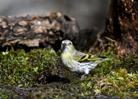 マヒワ♀0349