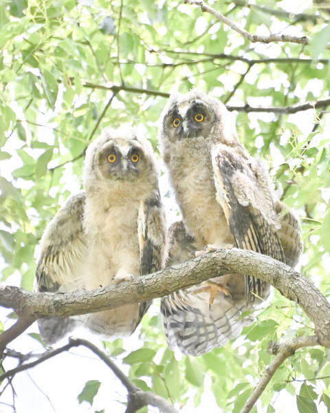 トラフズクの雛②4331