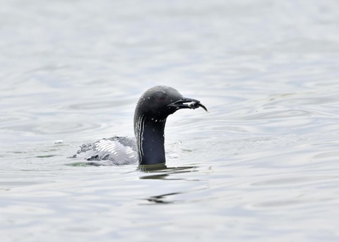 シロエリオオハム2696