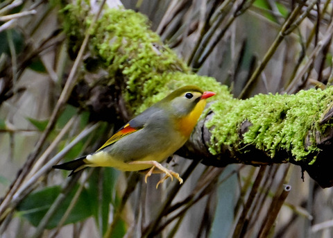 飛ぶソウシチョウ6664