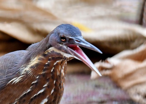 タカサゴクロサギ9836-01○ - コピー