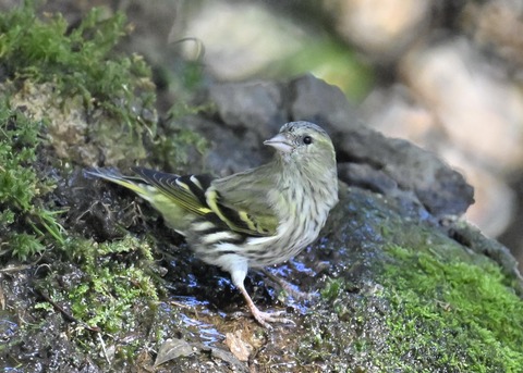 マヒワ♀1355