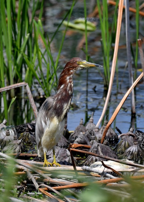 アカガシラサギ3024