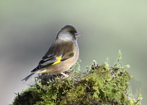 オオカワラヒワ5785