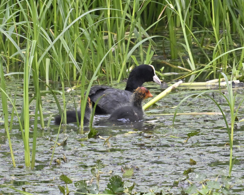 オオバンの親子6179