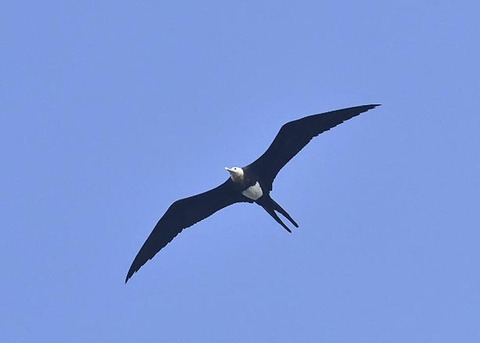 オオグンカンドリB3724