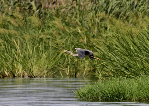 ムラサキサギ6627