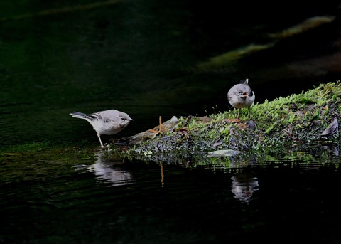 キセキレイ幼鳥8198