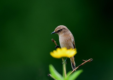ノビタキ♀冬羽3990