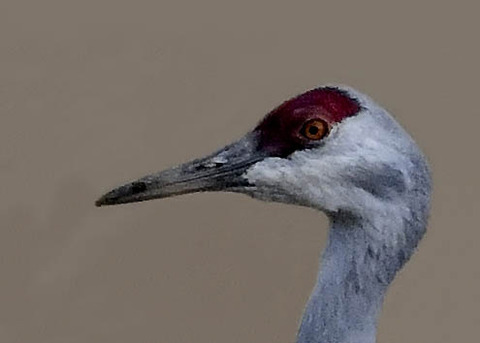 カナダヅル5362