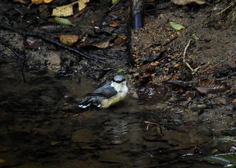 コ゜シ゜ュウカラ7726