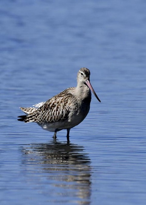 オオソリハシシギ9159