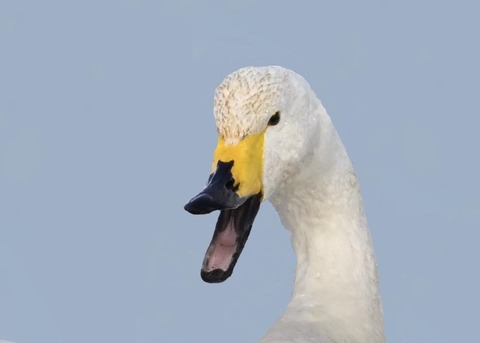 オオハクチョウ3003