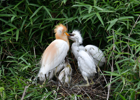 アマサギ7333