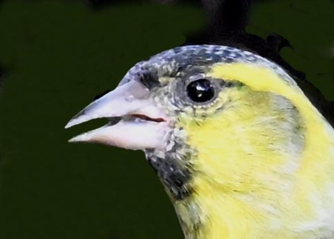 マヒワ♂0000