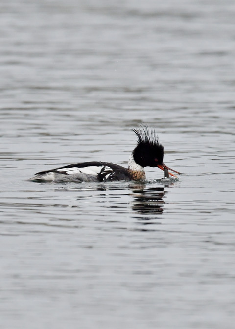 魚捕り・ウミアイサ♂6398