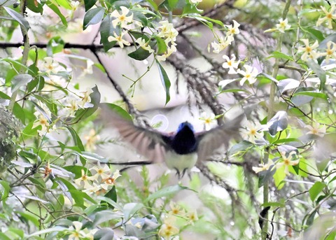サンコウチョウ♂5929