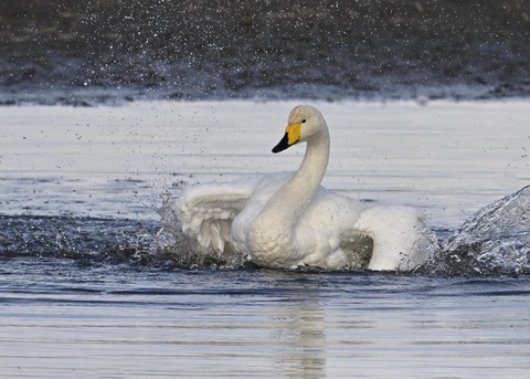 オオハクチョウ4026