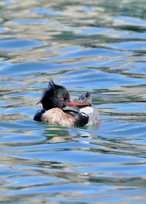 ウミアイサ♂2758