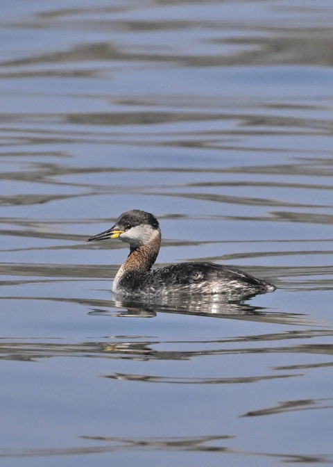 アカエリカイツブリ3387