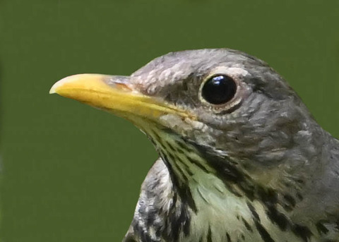 クロツグミ♀0004