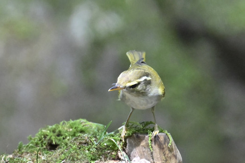 センダイムシクイ2297