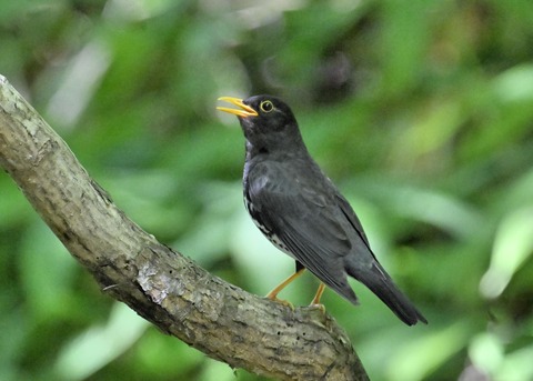 クロツグミ♂4024