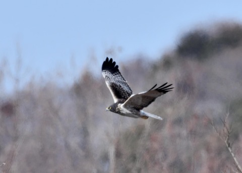 チュウヒ大陸型0094