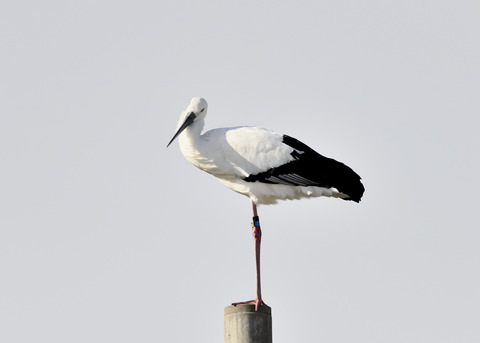 コウノトリ(ひかる)7288