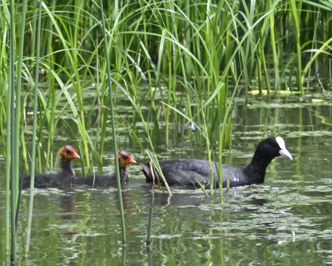 オオバンの親子6203