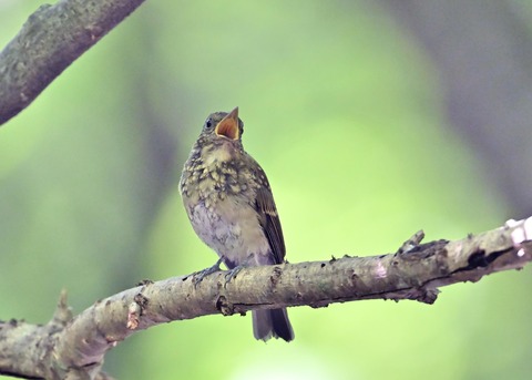 オオルリ♀幼鳥1431