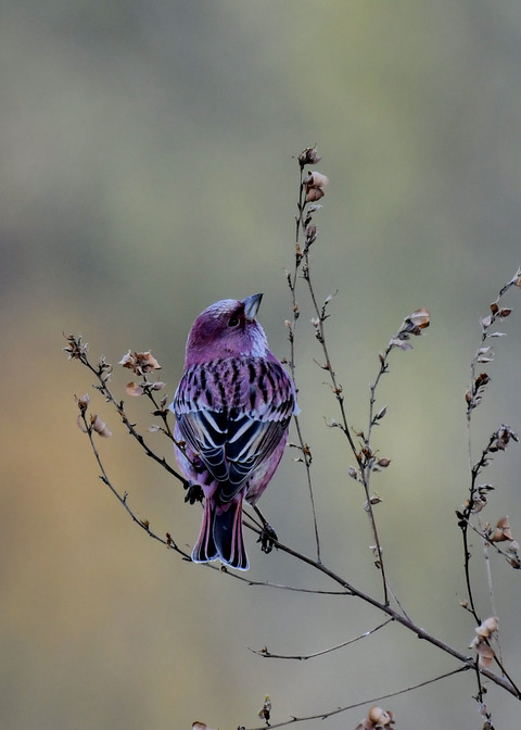 オオマシコ♂9029