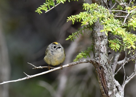 キクイタダキ9918