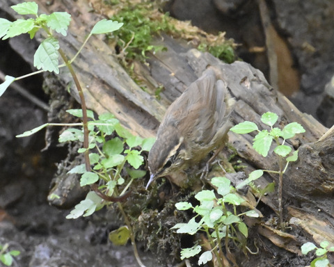 ヤブサメ幼鳥4968